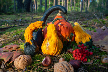 Dynie dekoracyjne w jesiennej scenerii. Decorative pumpkins in autumn scenery. © SebbPL