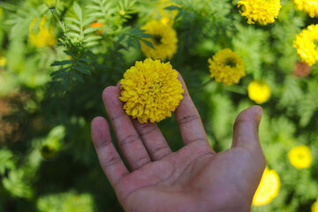 Yellow flowers of Marigold in the hands. Background for beauty in nature concept, lonely, acceptance, panorama