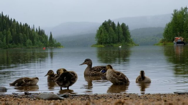 Mother duck with ducklings on the lake in the rain
