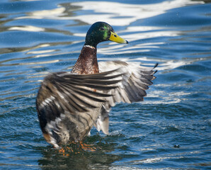 A Mallard washing