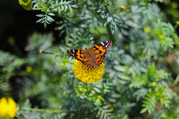 Beautiful orange butterfly perch on yellow marigold flowers in the backyard