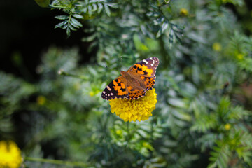 Beautiful orange butterfly perch on yellow marigold flowers in the backyard