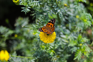 Beautiful orange butterfly perch on yellow marigold flowers in the backyard