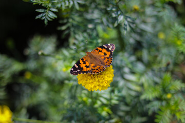 Beautiful orange butterfly perch on yellow marigold flowers in the backyard
