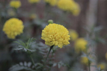 Beautiful marigold flower with blooming in the garden with blurred or defocused bokeh background. Marigold flower also called Tagetes erecta, Mexican marigold, Aztec marigold, African marigold.