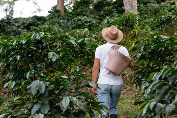 Coffee farmer walking through the coffee plantation. Coffee plants. Man wearing peasant hat.