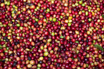 Background and texture of ripe coffee beans. Bright red coffee. Coffee of different colors.