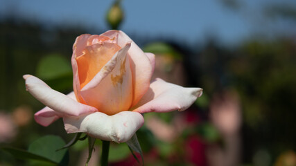 Flower Closeups of Beautiful Roses of Several Colors from multiple Species!