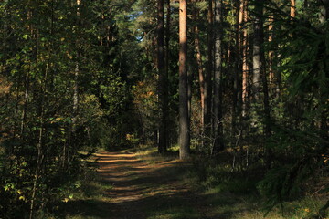 Trees with yellow leaves in autumn near the path