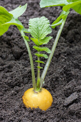 The organic yellow radish grows on the farm. Agricultural background