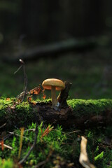 Yellow cap mushroom on green moss in the wild