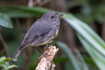 South Island Robin in New Zealand
