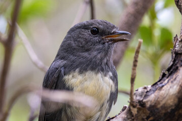 South Island Robin in New Zealand