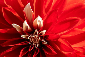 Petals of a bright red blooming dahlia close-up. Beautiful floral background for relaxation