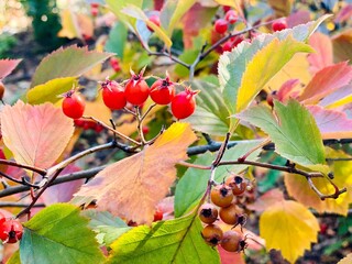 Autumn colorful leaves in forest. Decorative hawthorn bush with red berries in autumn park. Beautiful fall nature.