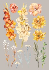 Watercolor hand painted botanical autumn gladiolus flowers and branches illustration set isolated on white background