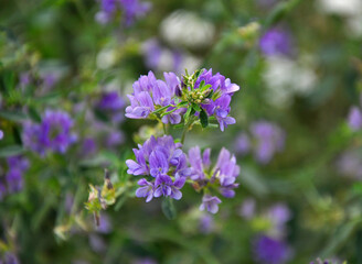 The field is blooming alfalfa