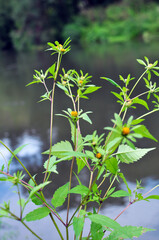 In nature, the grass grows bidens frondosa