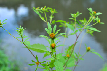 In nature, the grass grows bidens frondosa
