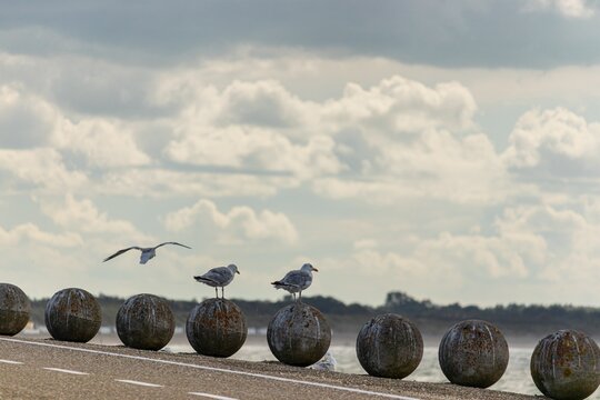 seagulls on stone balls at a port area in zeeland netherlands