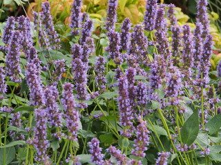 Beautiful lilac flowers, aniseed lofant, close-up on a blurry background. Autumn colors, delicate pastel colors.