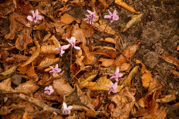 fallen autumn leaves and flowers