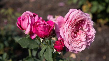 Flower Closeups of Beautiful Roses of Several Colors from multiple Species!
