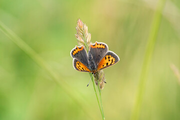 Small Copper Butterfly