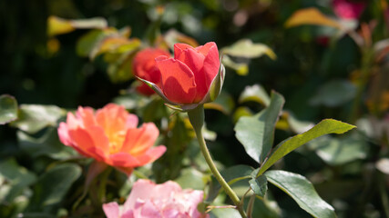 Flower Closeups of Beautiful Roses of Several Colors from multiple Species!