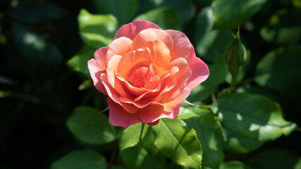 Flower Closeups of Beautiful Roses of Several Colors from multiple Species!