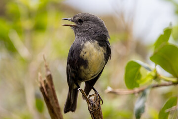 South Island Robin in New Zealand