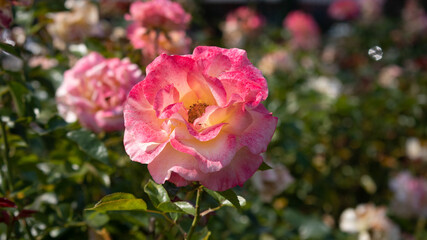 Fototapeta premium Flower Closeups of Beautiful Roses of Several Colors from multiple Species!