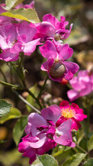 Fototapeta na wymiar Flower Closeups of Beautiful Roses of Several Colors from multiple Species!
