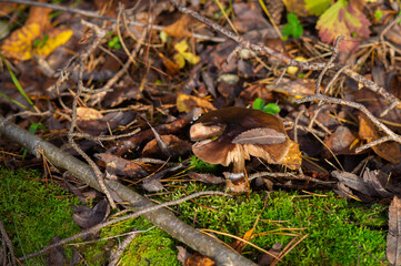 mushroom in a sunny autumn wild forest