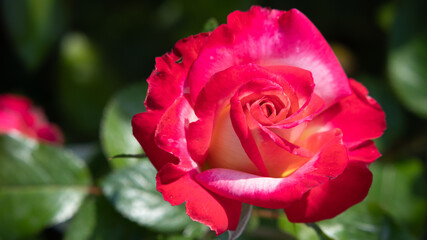 Flower Closeups of Beautiful Roses of Several Colors from multiple Species!