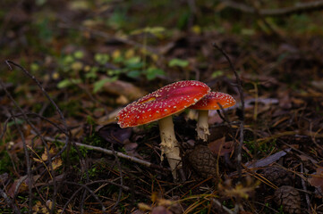 fly agaric mushroom in a sunny autumn wild forest