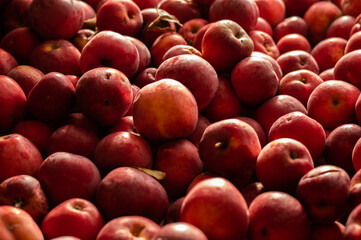 red delicious ripe autumn apples 