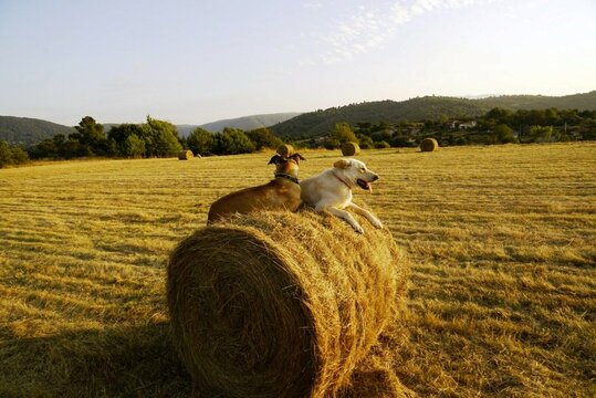 Perros sobre un rollo de paja en un trigal de Galicia