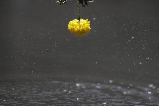 Spinning water splashes from a yellow marigold flower (Tagetes erecta, Mexican marigold, Aztec marigold, African marigold) over the water surface. Purity, Cosmetic & Beauty, and nature concept.