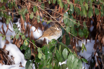 Curious Hermit Thrush in the Snow