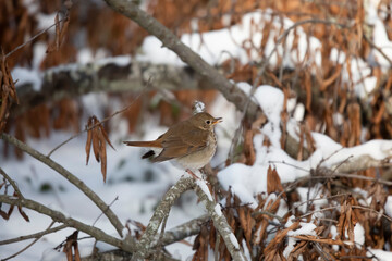 Hermit Thrush Singing