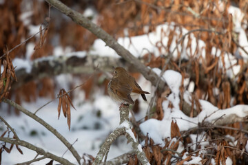 Curious Hermit Thrush
