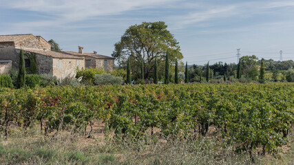 Fototapeta na wymiar Winery and vineyard in the Gard region of France