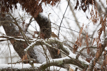 Obraz premium Curious Hermit Thrush