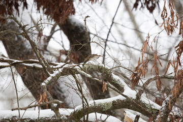 Curious Hermit Thrush