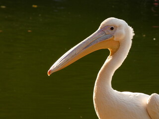 Great white pelican (Pelecanus onocrotalus) -  portrait of pelican baba, Municipal park in Wejherowo, northern Poland