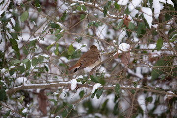 Curious Hermit Thrush