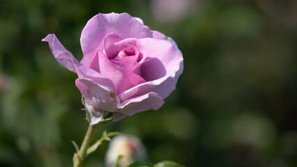 Flower Closeups of Beautiful Roses of Several Colors from multiple Species!