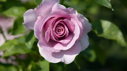 Flower Closeups of Beautiful Roses of Several Colors from multiple Species!