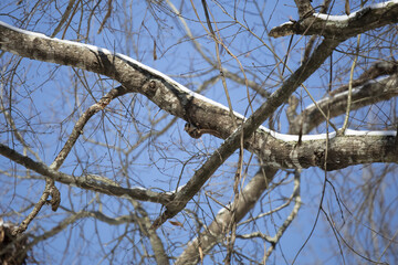 Flying Squirrel on a Snowy Limb